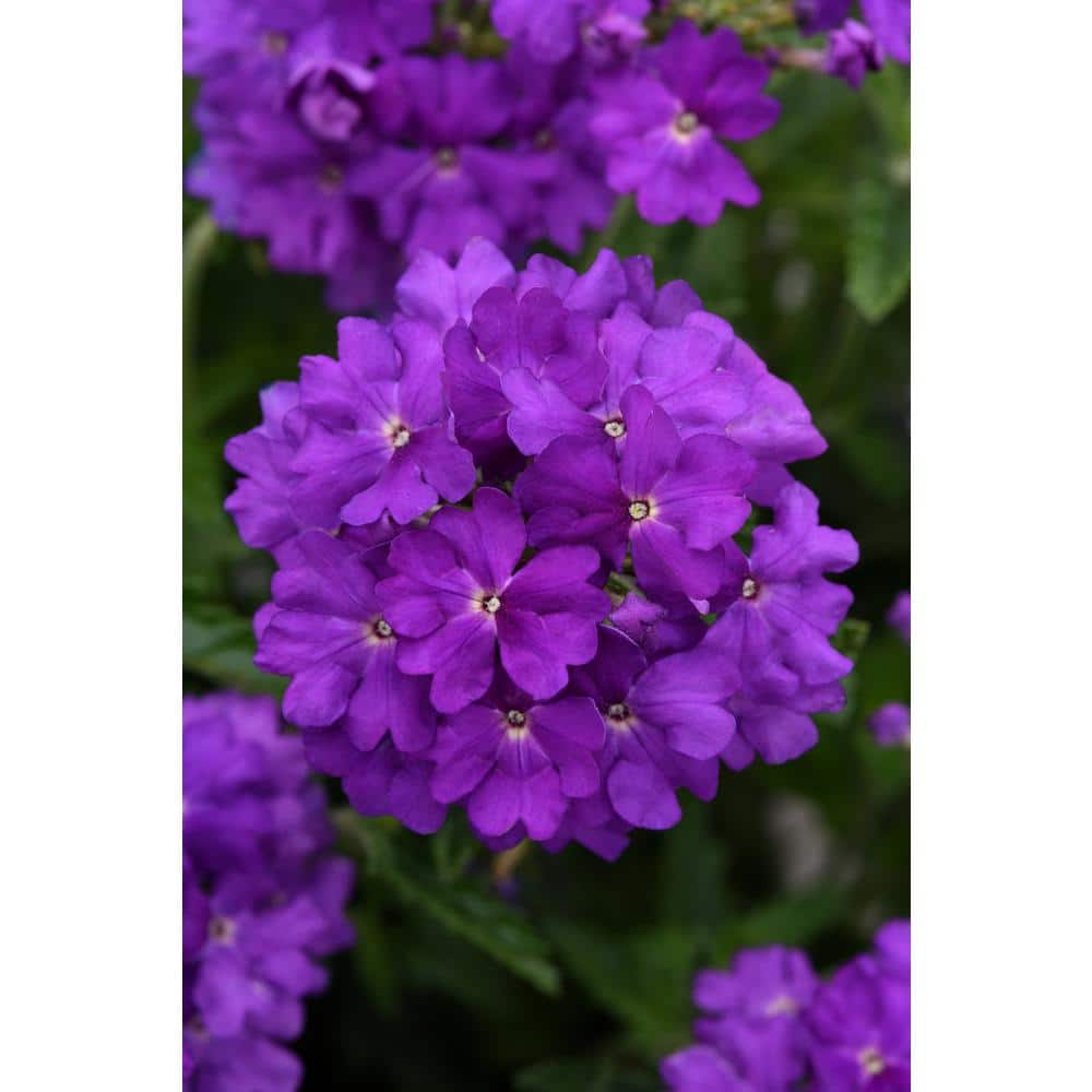 1.5 Gal. Verbina Plant Firehouse Purple Flower in 8.25 in. Grower’s Pot - Hercitys