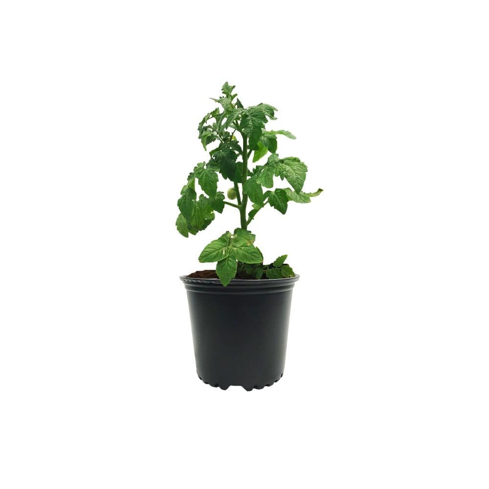 1 Gal. Black Plastic Nursery Pots (24-Pack) - Hercitys