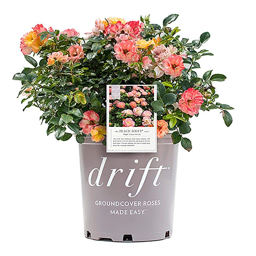1 Gal. Peach Drift Live Rose Bush with Pink-Orange Flowers - Hercitys