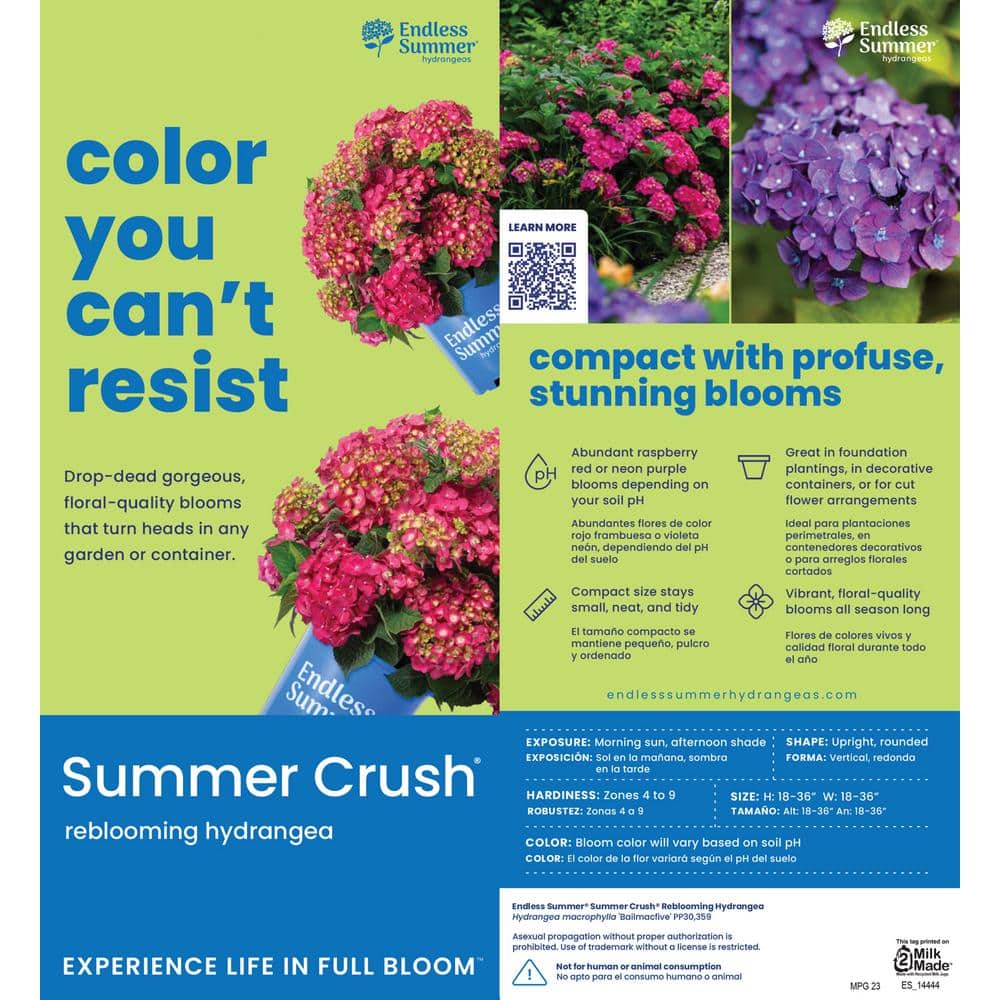 1 Gal. Summer Crush Reblooming Hydrangea Flowering Shrub with Raspberry Red Flowers - Hercitys