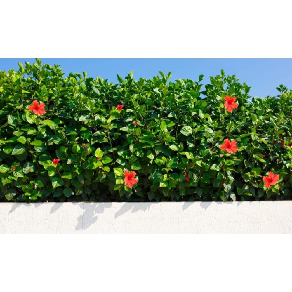 10 lbs. 12-6-8 Hibiscus Plant Food Dry Fertilizer - Hercitys