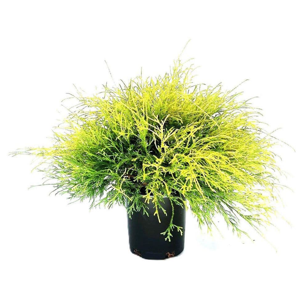 2.5 Qt. – Lemon Thread Cypress Live Shrub with Yellow, Green Folliage - Hercitys