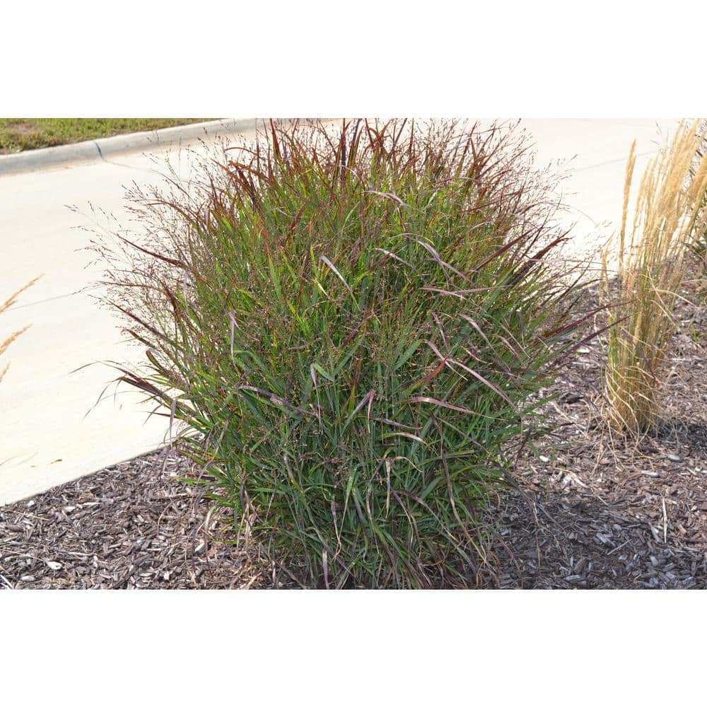 1 Gal. Shenandoah Switch Grass (2-Pack) - Hercitys