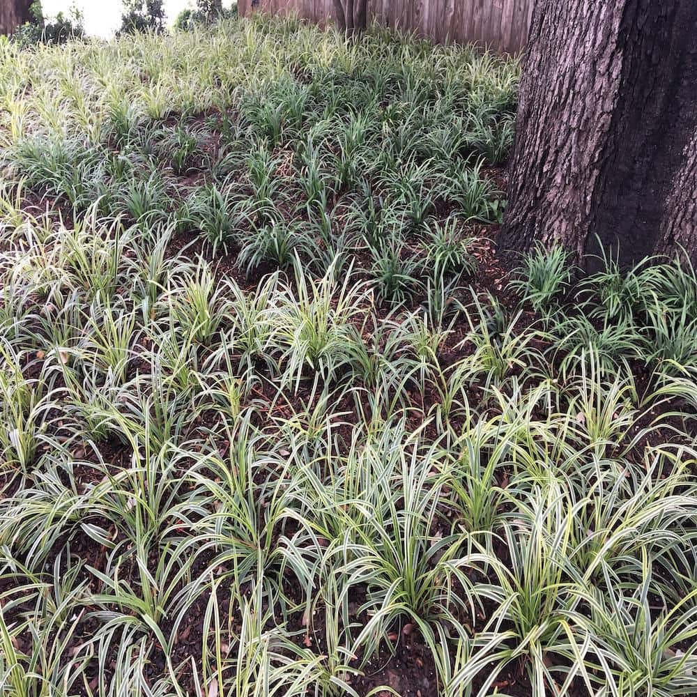 1 gal. Aztec Variegated Lilyturf Liriope Grass Plant (3-Pack) - Hercitys