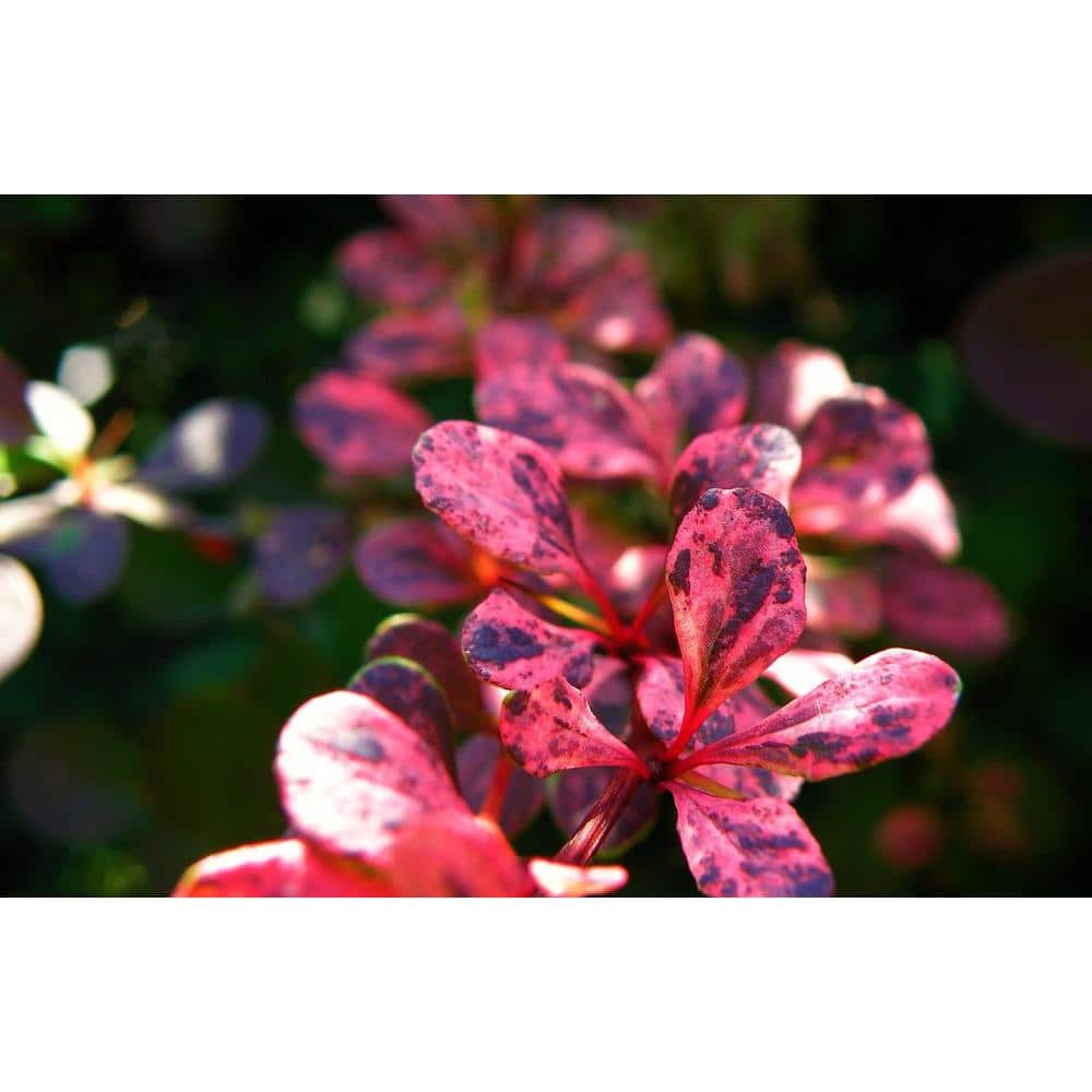 1 Gal. Rose Glow Barberry Shrub Deep Purple Foliage Naturally Mottled with Rosepink Splashes - Hercitys