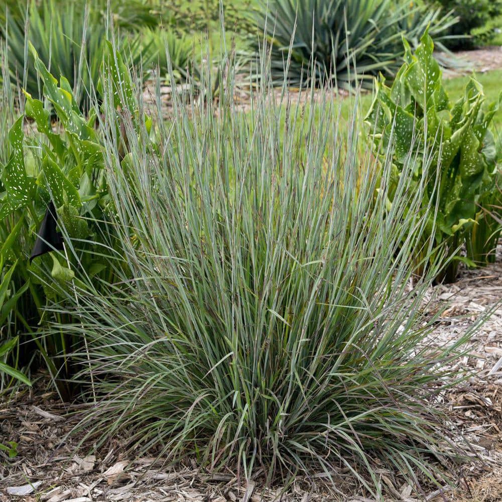 0.65 Gal. Prairie Winds Brush Strokes Little Bluestem (Schizachyrium Scoparium) Live Perennial Plant - Hercitys