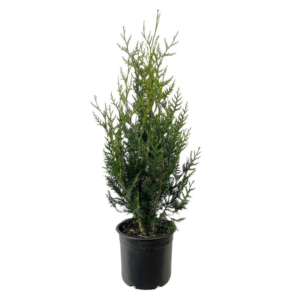 2.25 Gal. Dwarf Western Red Cedar ‘Virescens’ Live Shrub - Hercitys