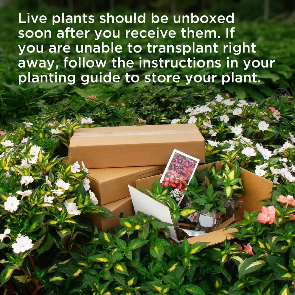 3.5 in. Colocasia Polar Green Plant in Grower Container (2-Piece) - Hercitys