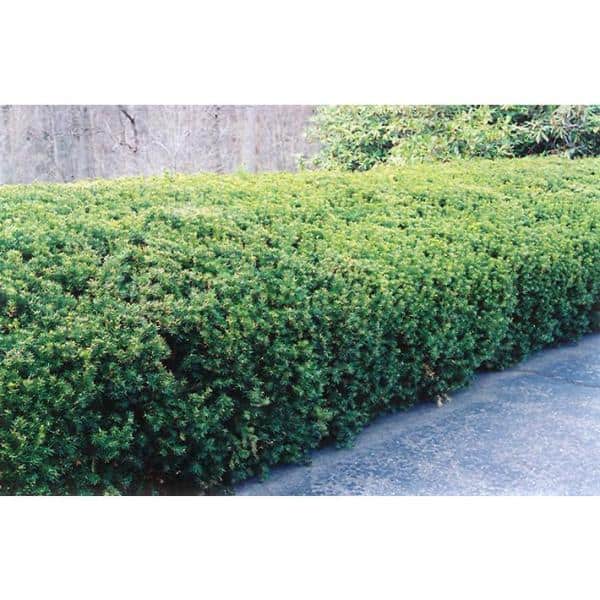 1 Gal. Dark Green Dense, Lush Evergreen Perfect Hedge or Accent Spreading Yew Shrub - Hercitys