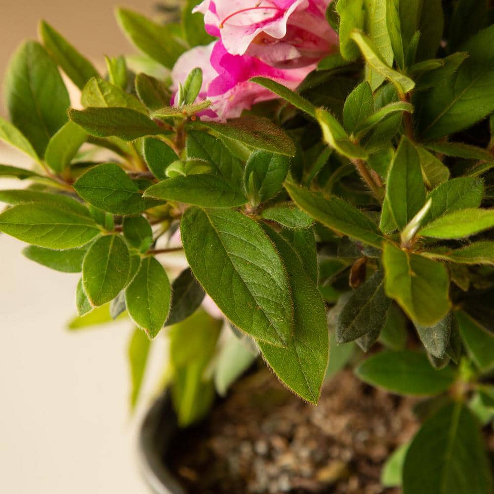1 Gal. Autumn Twist Shrub with Purple and White Reblooming Flowers - Hercitys