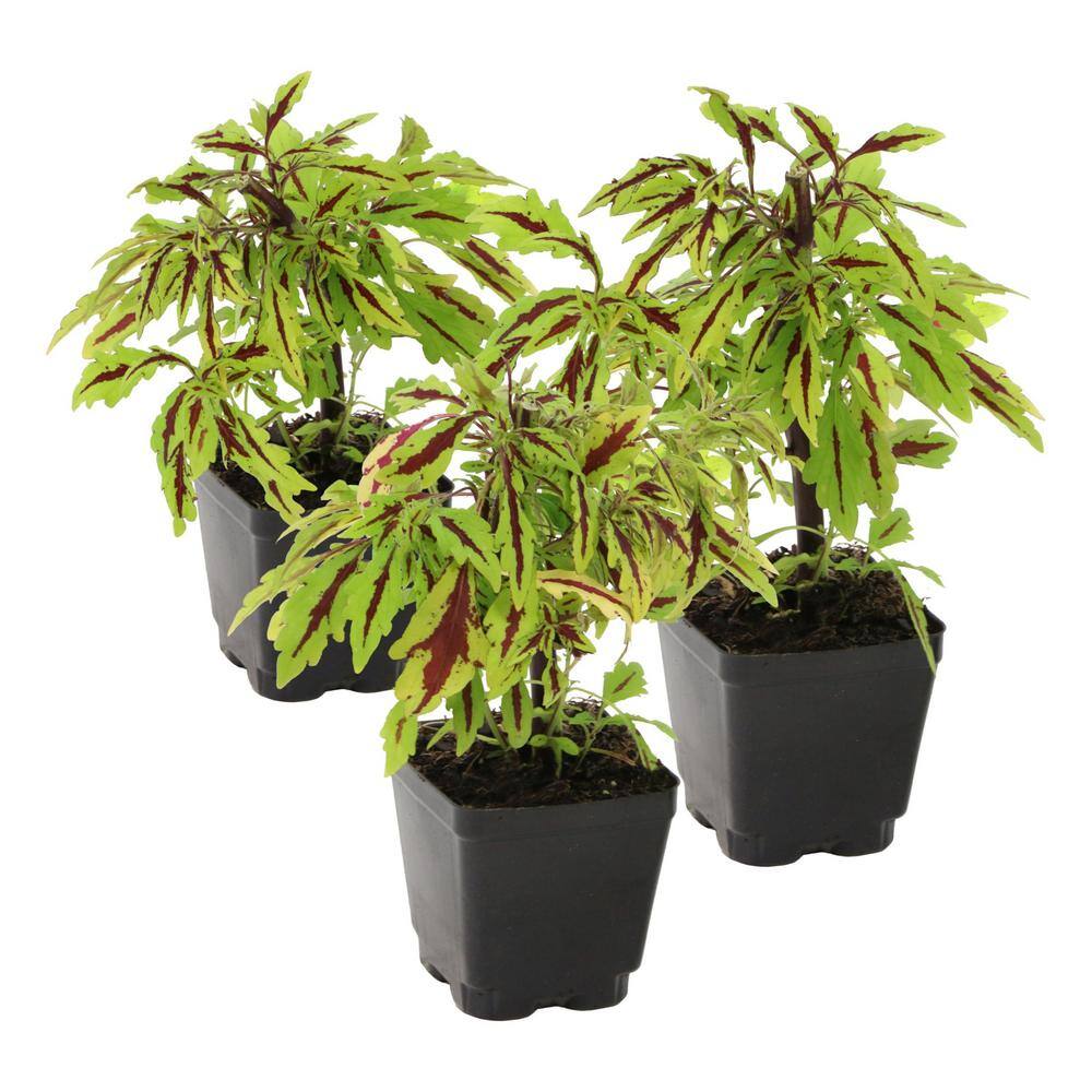 2.5 in. Coleus Flame Thrower Chili Pepper Annual Plant (3-Pack) - Hercitys