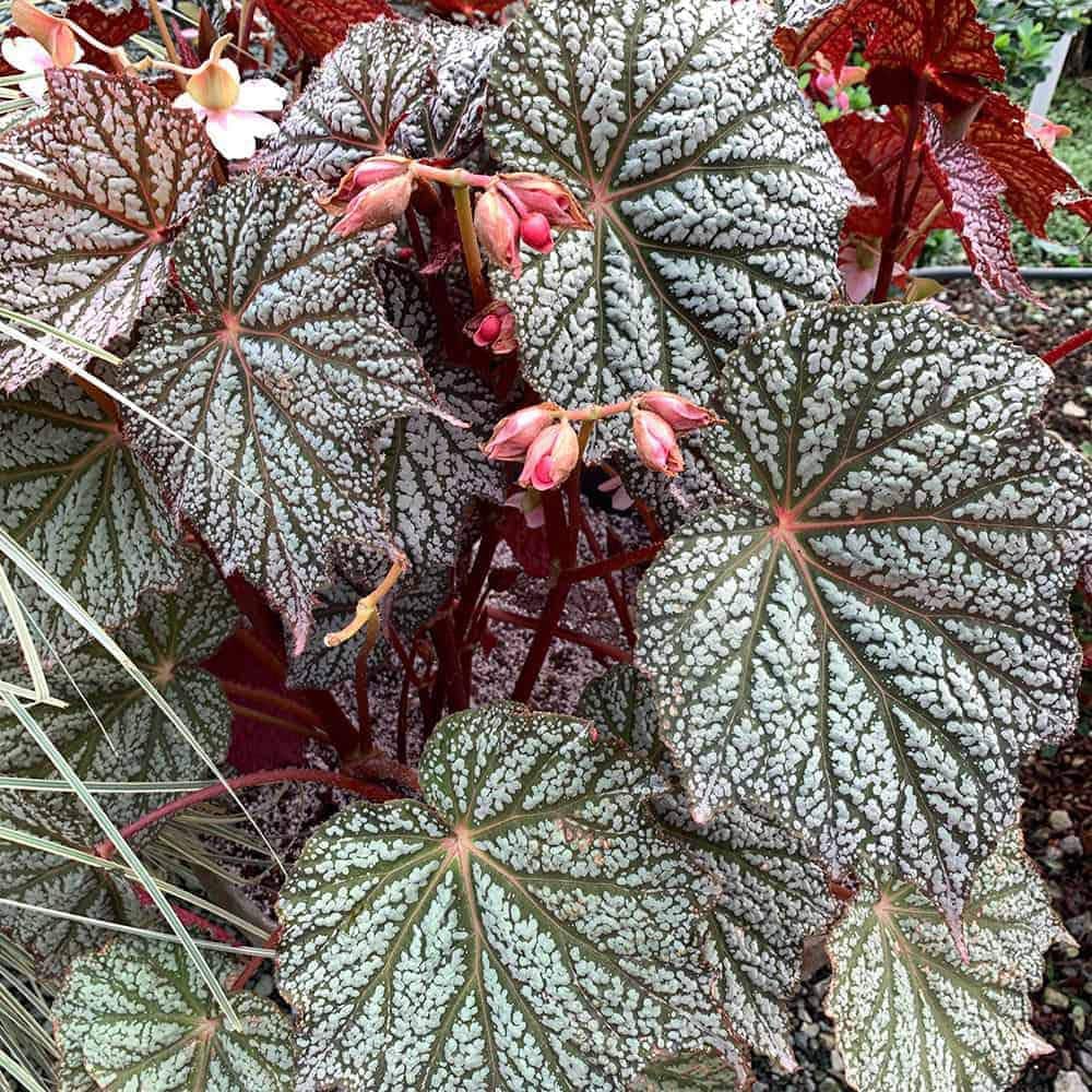 1.5 Gal. ‘Sterling Moon’ Lunar Lights Begonia Flowering Perennial Plant with Pink Flowers - Hercitys