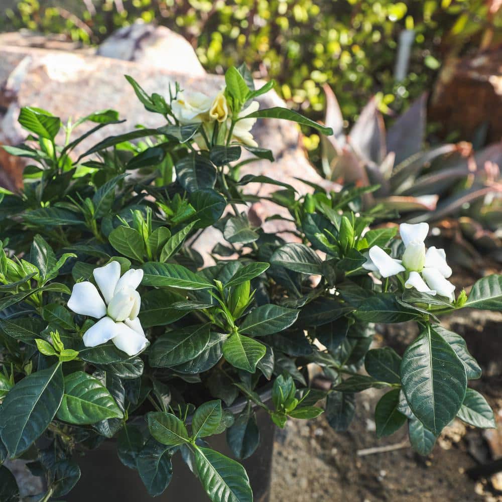 1 Gal. Gardenia Jasminoides August Beauty Shrub Plant - Hercitys