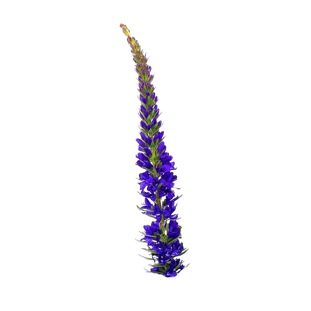 2.5 Qt. Perennial Salvia nemorosa Blue (2-Pack) - Hercitys