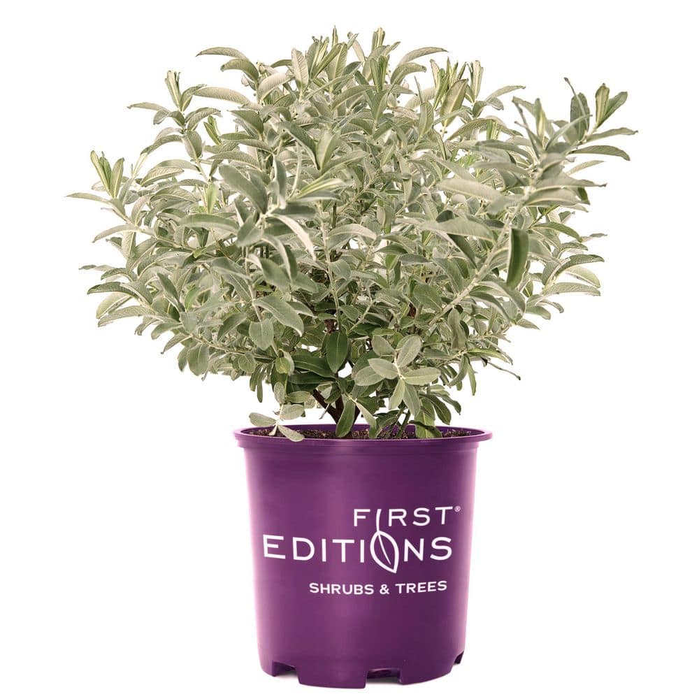 2.0 Gal. Iceberg Alley Sageleaf Willow Shrub with Silver and Red Flowers 1-Each - Hercitys
