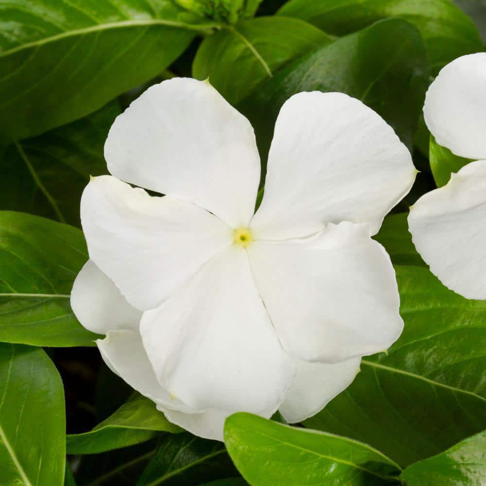 1.25 Gal. Vinca Catharanthus White Swirl Hanging Basket Annual Plant (1-Pack) - Hercitys