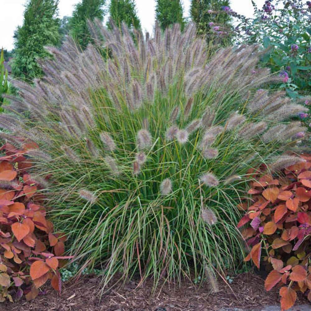 0.65 Gal. Prairie Winds ‘Desert Plains’ Fountain Grass (Pennisetum alopecuroides) Live Perennial Plant - Hercitys