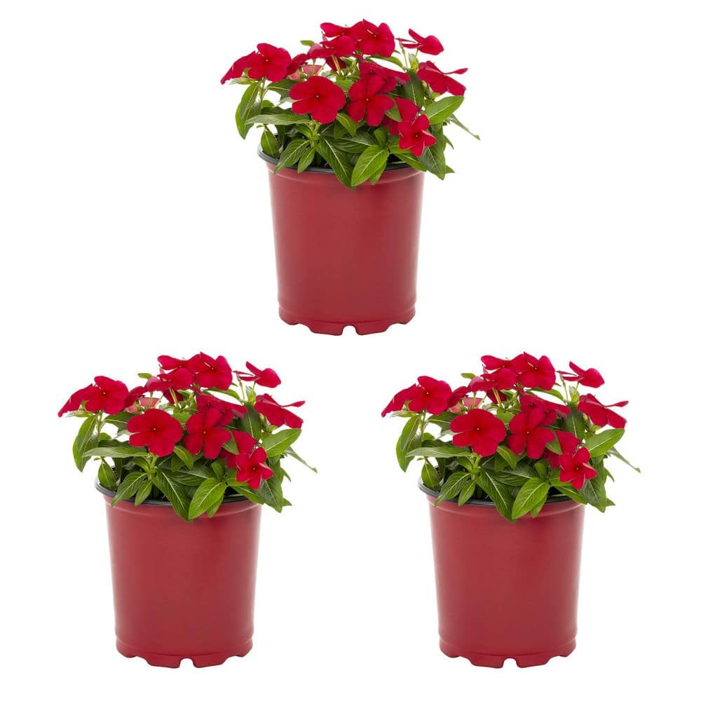 2 qt. Vinca Red Annual Plant (3-Pack) - Hercitys
