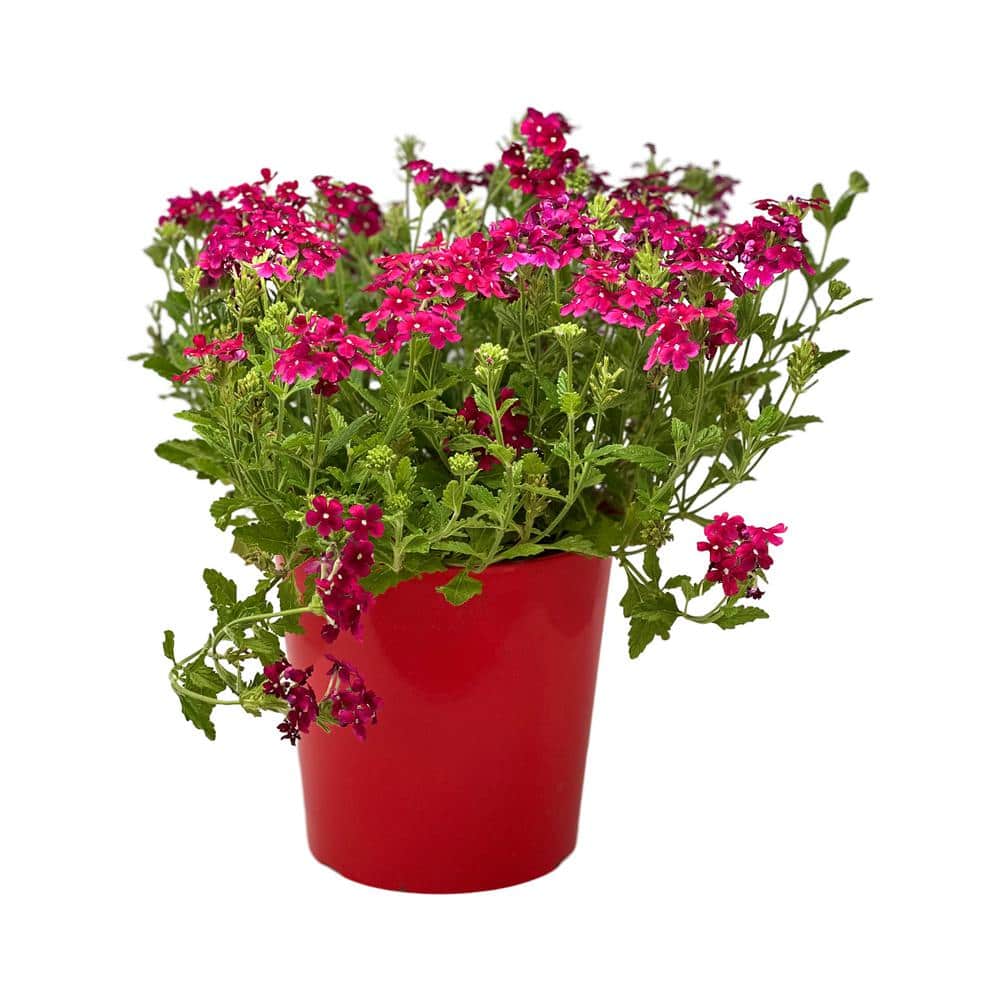 1.5 Gal. Verbena Plant Firehouse Burgundy Flower in 8.25 in. Grower’s Pot - Hercitys