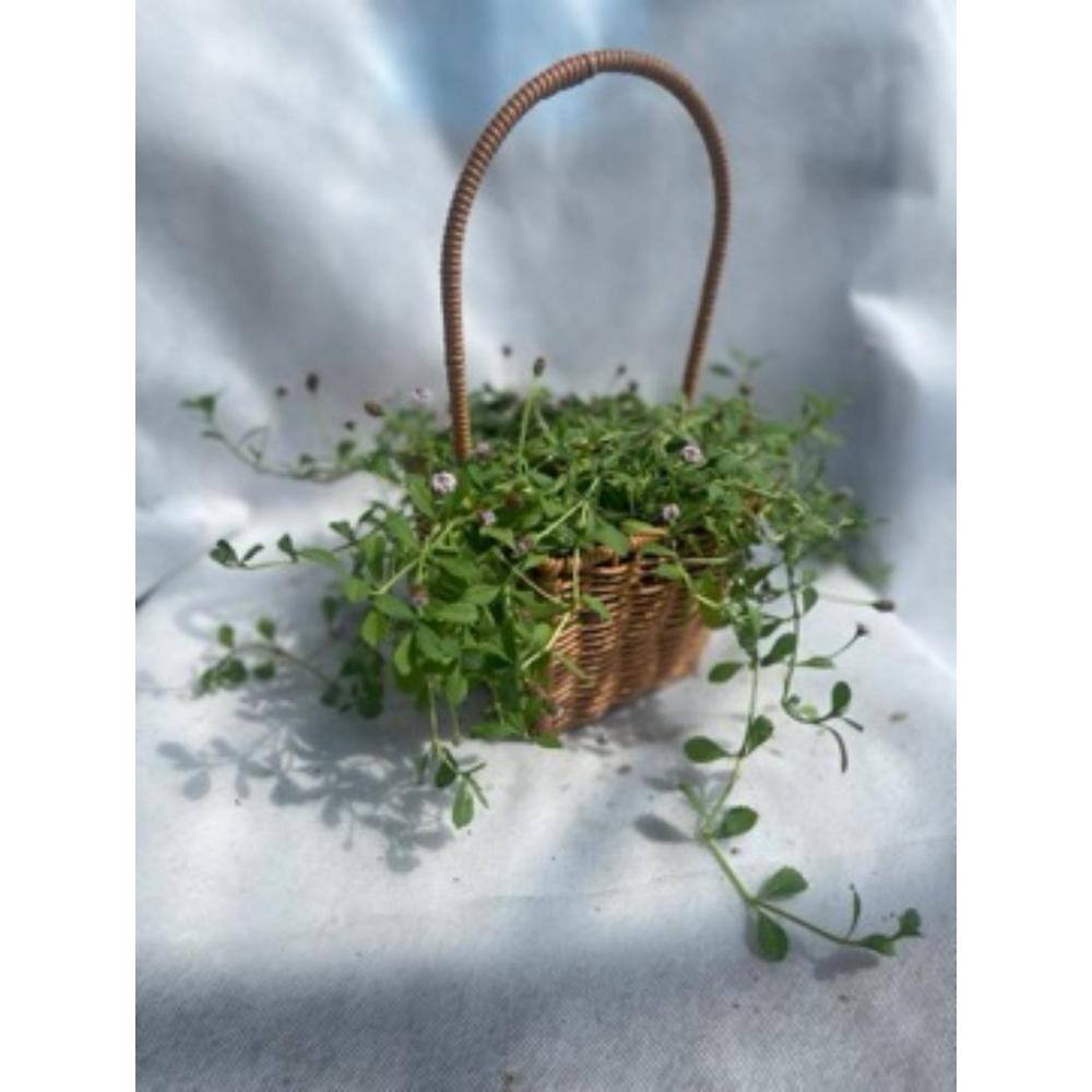 2-Piece Live Rooted Spreading Plant Phyla Nodiflora - Hercitys