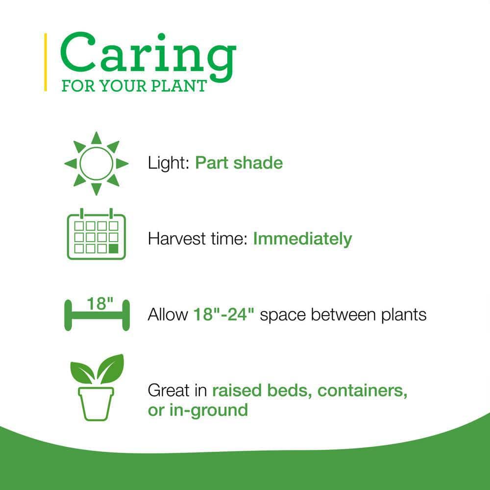 19 oz. Catnip Herb Plant (2-Pack) - Hercitys