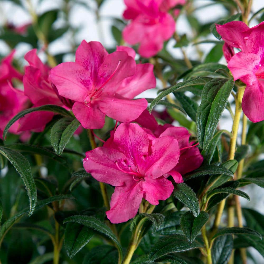 2 Gal. Autumn Jewel Shrub with Small Magenta Pink Reblooming Flowers - Hercitys