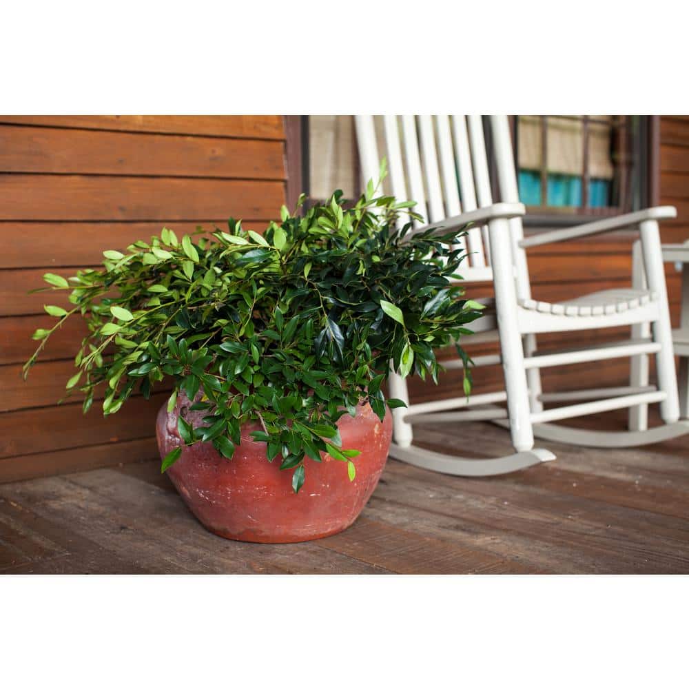 3 Gal. Vintage Jade Distylium Evergreen Shrub, Dark Green Foliage - Hercitys