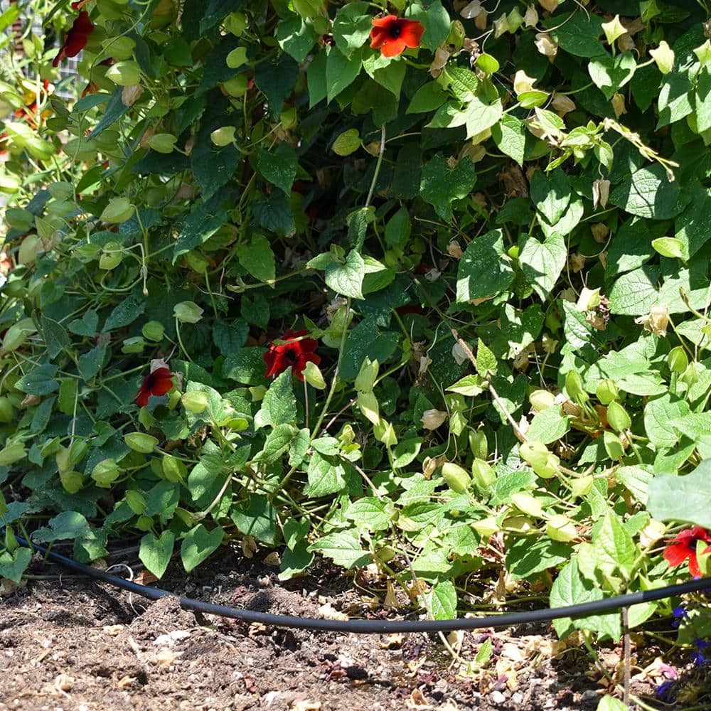 1/4 in. x 100 ft. Dripline with 12 in. Emitter Spacing - Hercitys