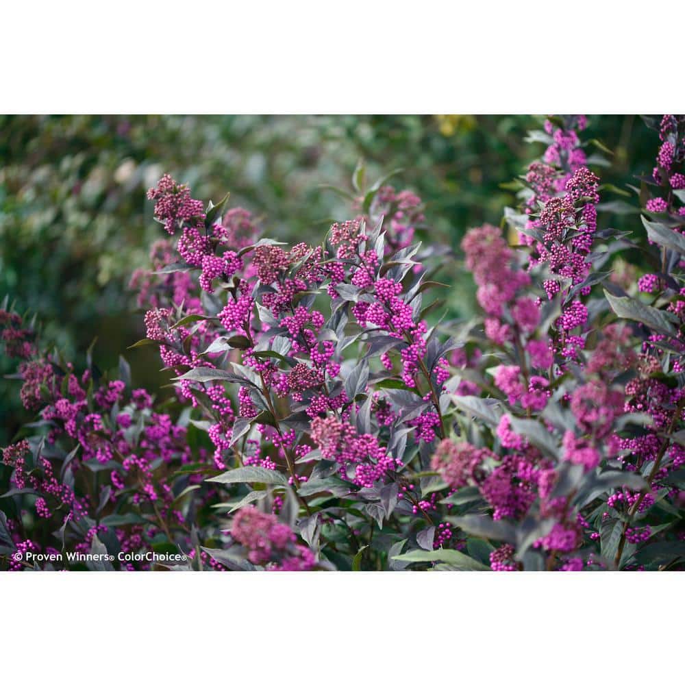 4.5 in. qt. Pearl Glam Beautyberry Bush (Callicarpa) Live Shrub, Dark Purple Foliage and Violet-Purple Berries - Hercitys
