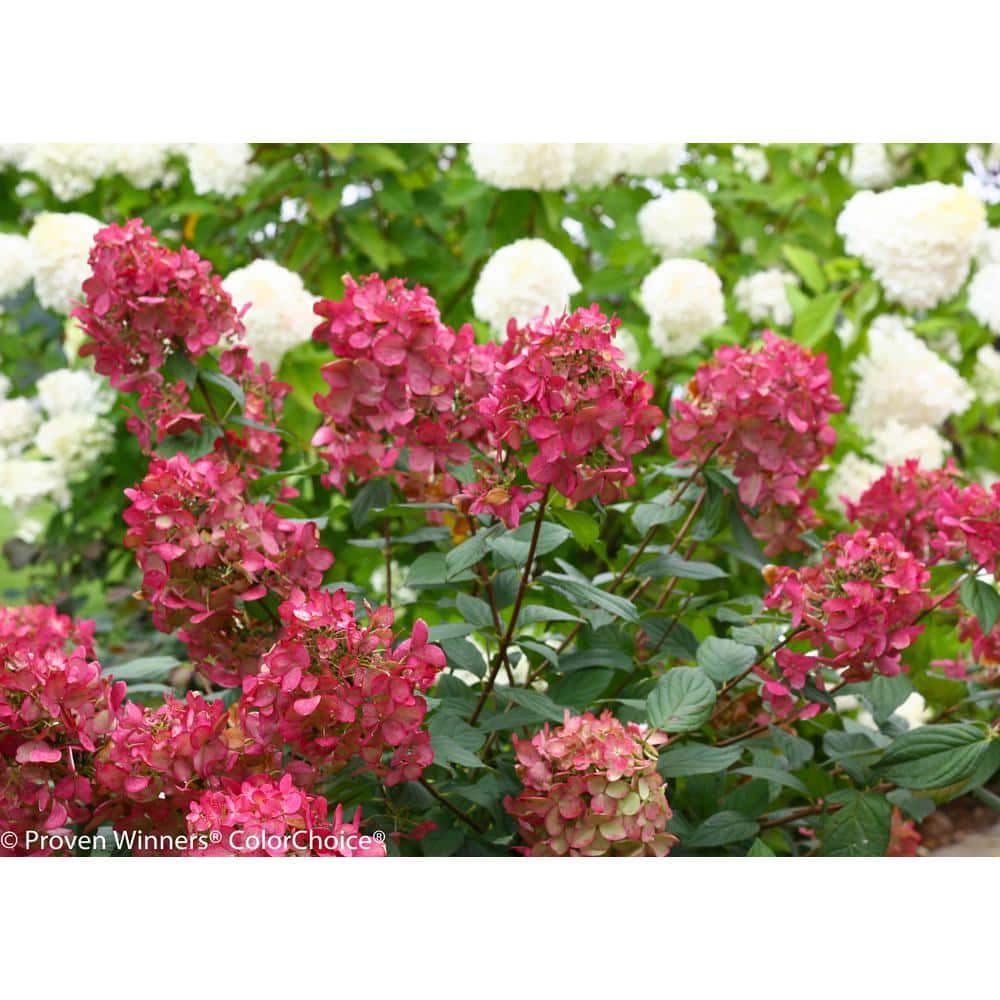 1 Gal. Fire Light Hardy Hydrangea (Paniculata) Live Shrub, White to Pink and Red Flowers - Hercitys