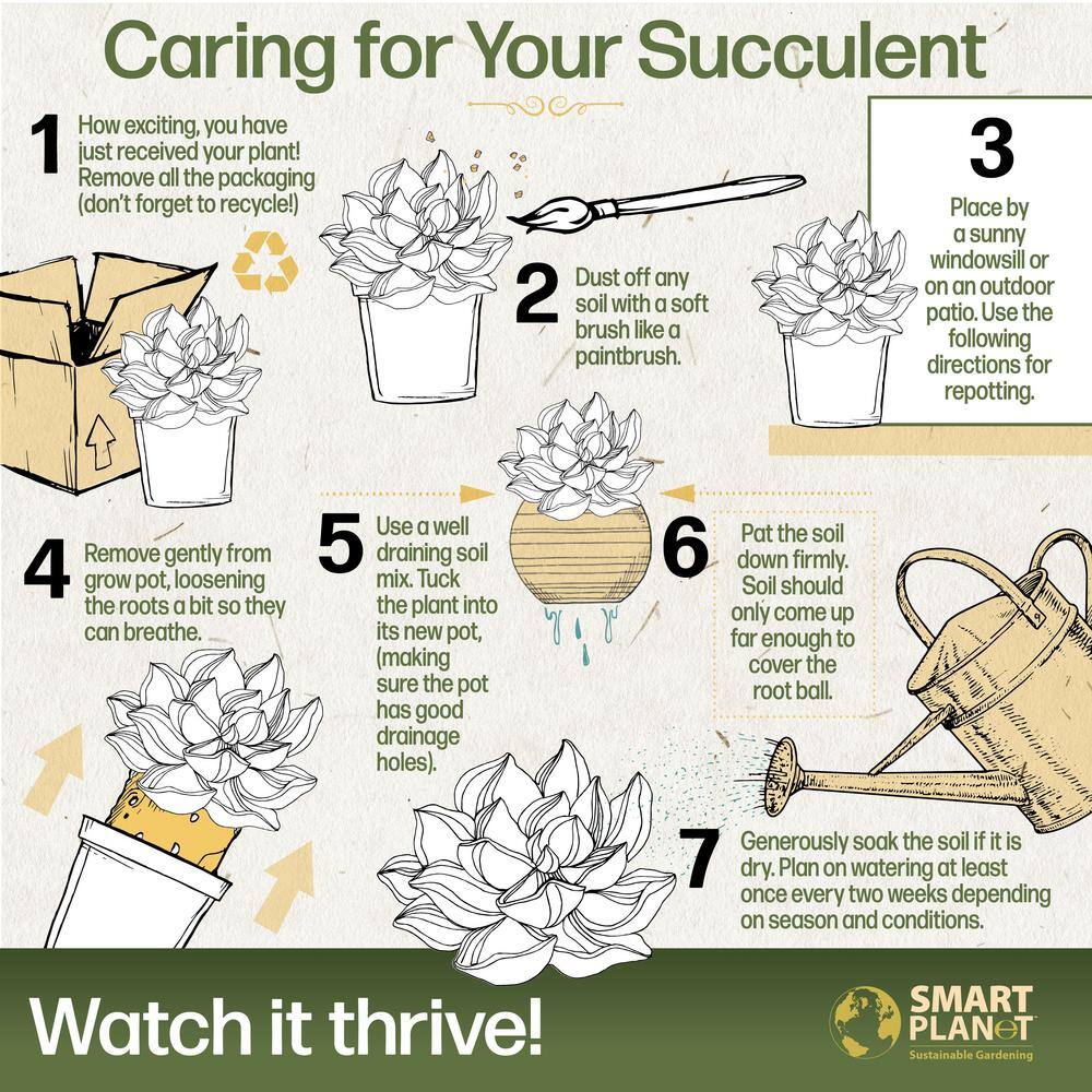 1 qt. Crassula Assorted Succulents (4-Pack) - Hercitys