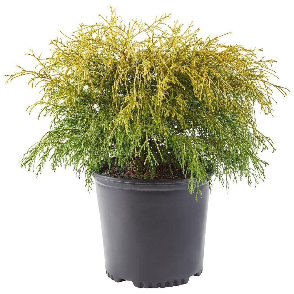 2.5 Qt. Gold Mop False Cypress Shrub with Golden Foliage - Hercitys