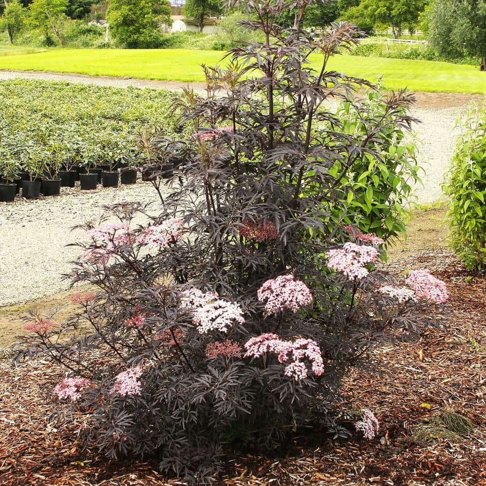 2 Gal. Black Lace Elderberry (Sambucus) Lives Shrub with Pink and White Blooms - Hercitys