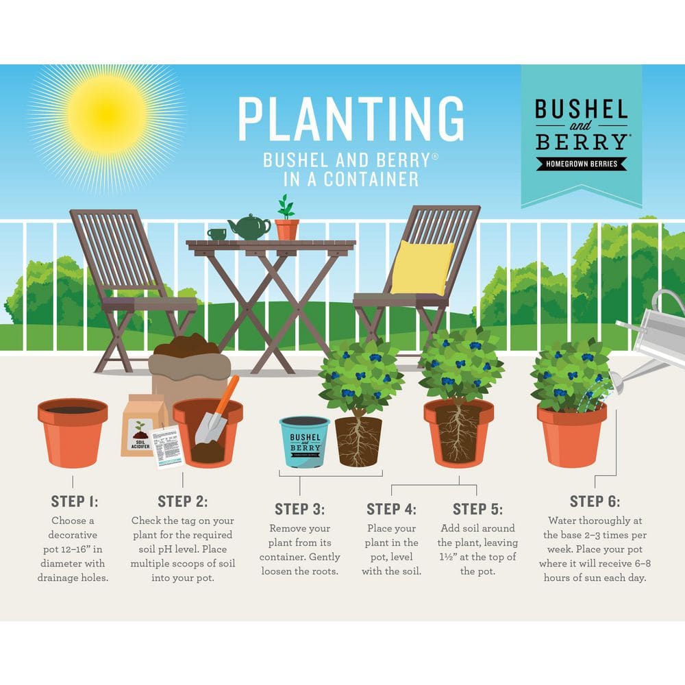 1 Gal. Bushel and Berry Sapphire Cascade Hanging Blueberry Live Plant - Hercitys