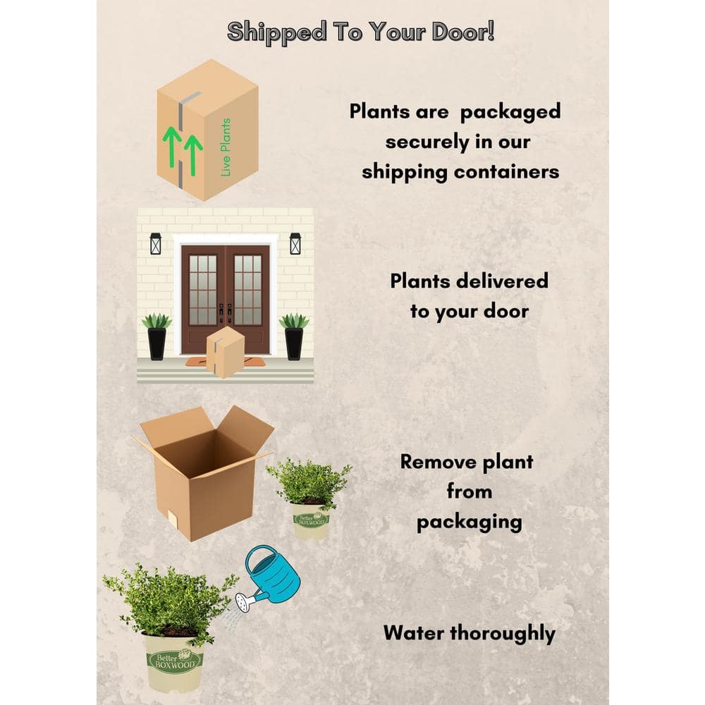 1 Gal. Babylon Beauty Boxwood Shrub - Hercitys