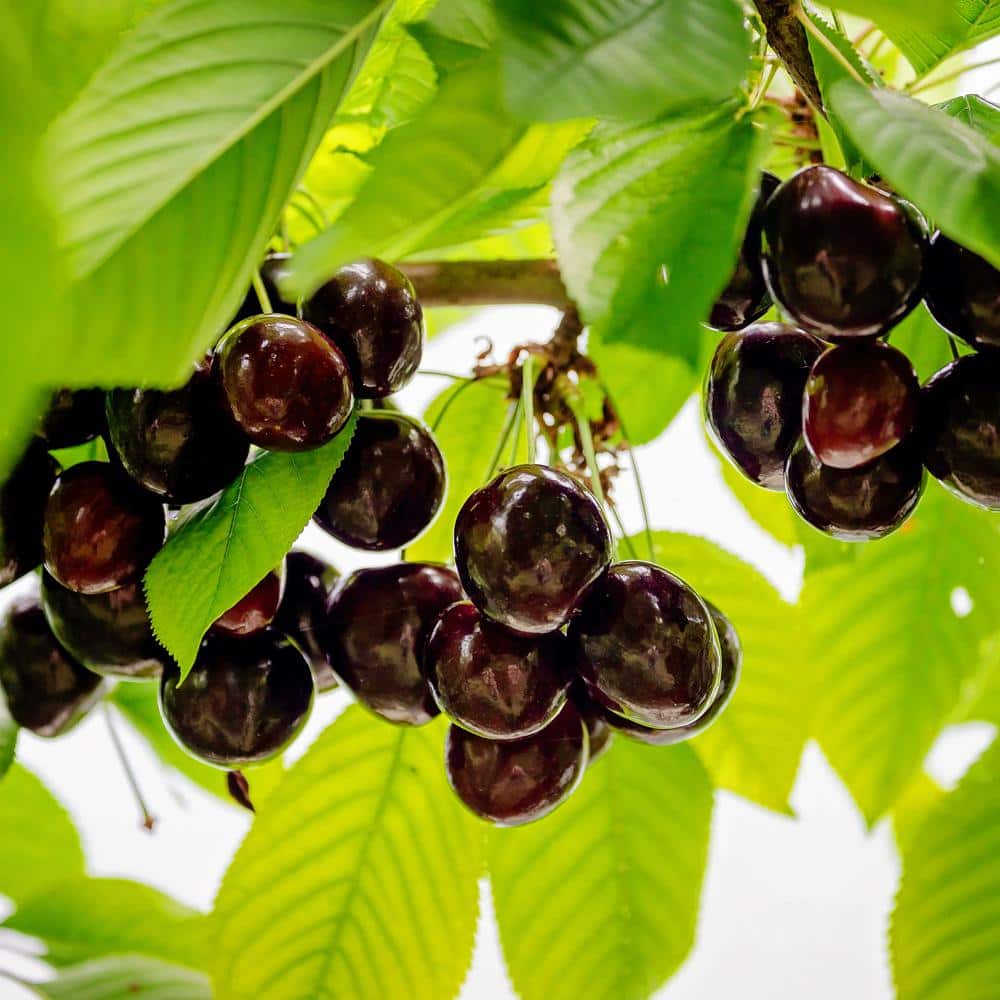 5 Gal. Black Republican Fruiting Cherry Tree - Hercitys