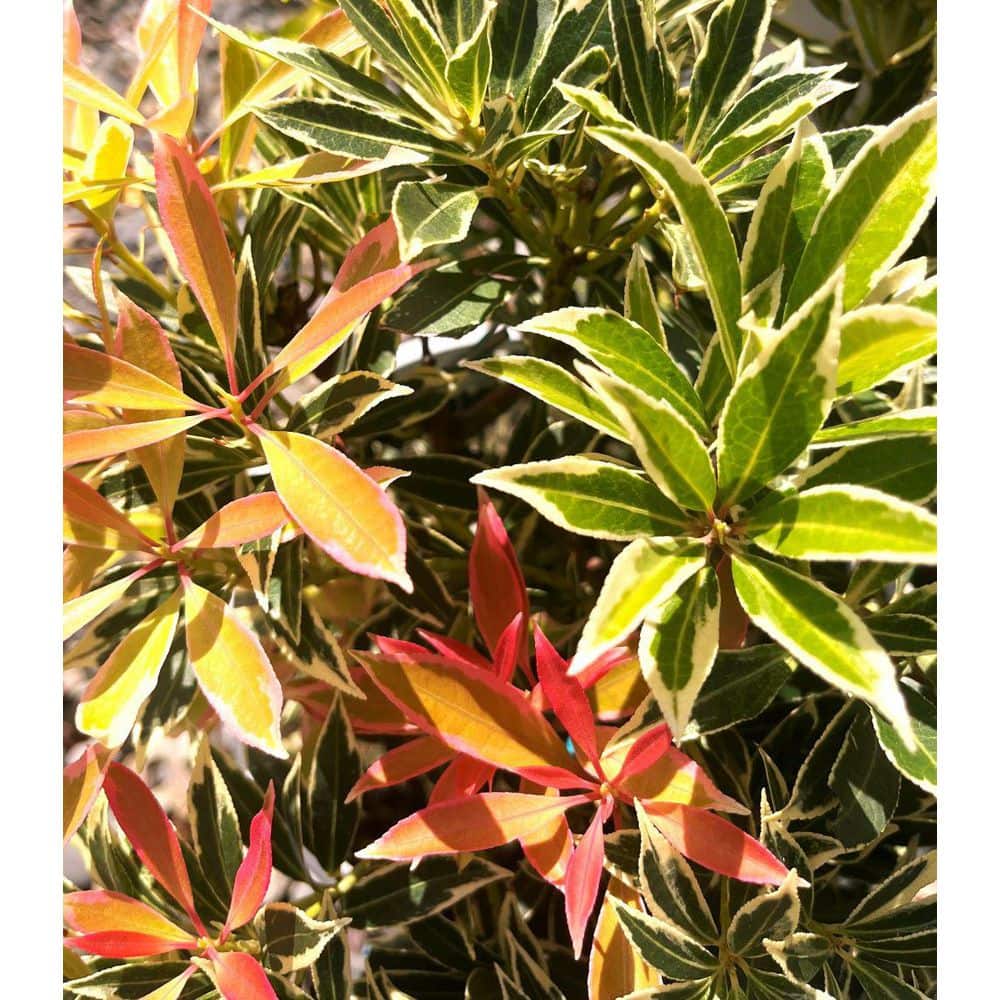 2 Gal. Flaming Silver Pieris Live Shrub with Bright Red Foliage - Hercitys