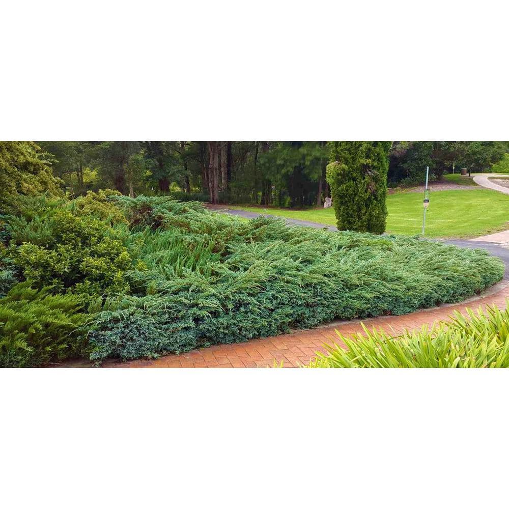 1 Gal. Blue Rug Juniper Shrub Unique Blue Evergreen Ground Cover Shrub, Drought Tolerant - Hercitys