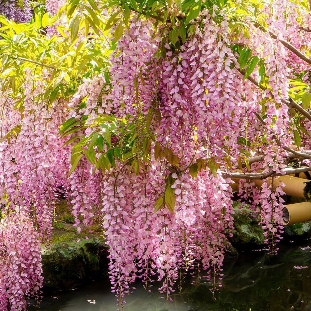 1 gal. Pink Wisteria Plant with Pink Flowers - Hercitys