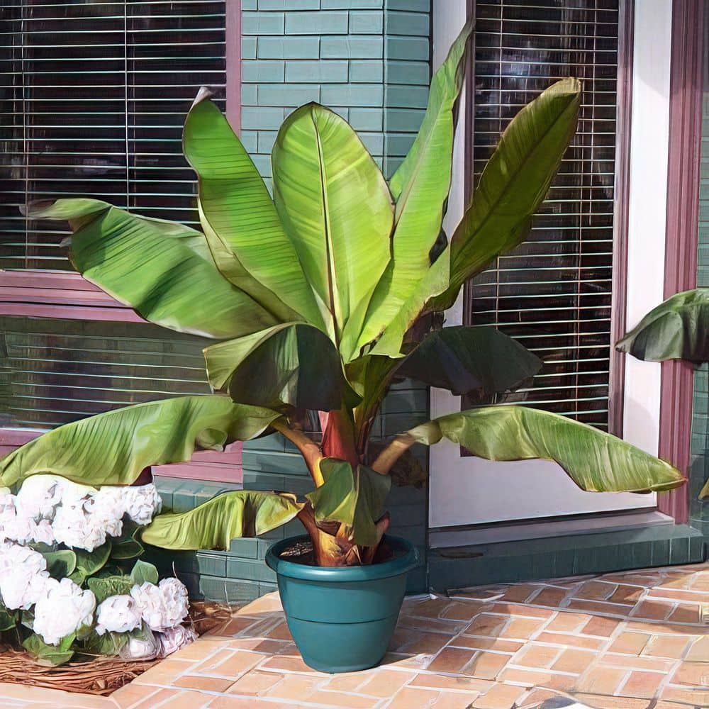 1 gal. Banana Dwarf Cavendish Perennial Plant - Hercitys
