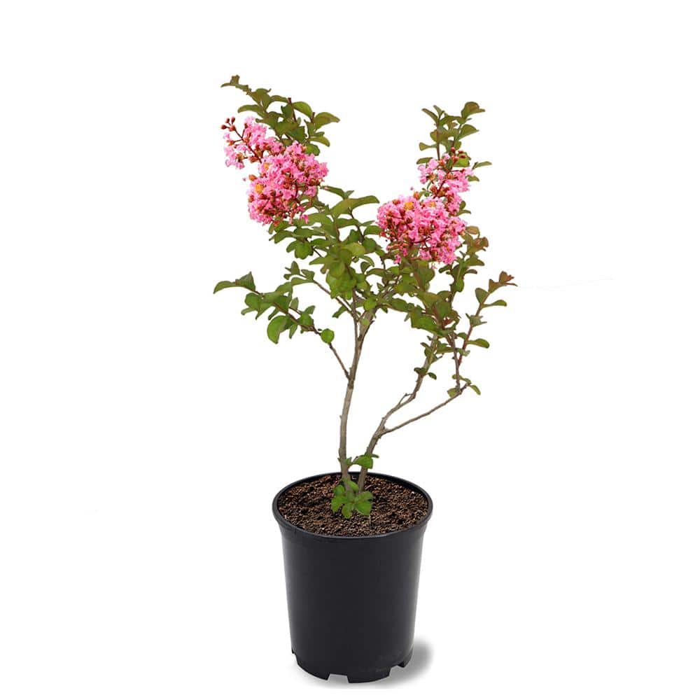 1 Gal. Coral Pink Sioux Crape Myrtle Tree - Hercitys