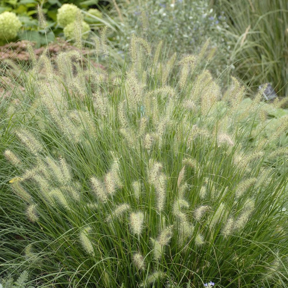 1 Gal. Dwarf Fountain Grass Hamelin - Hercitys