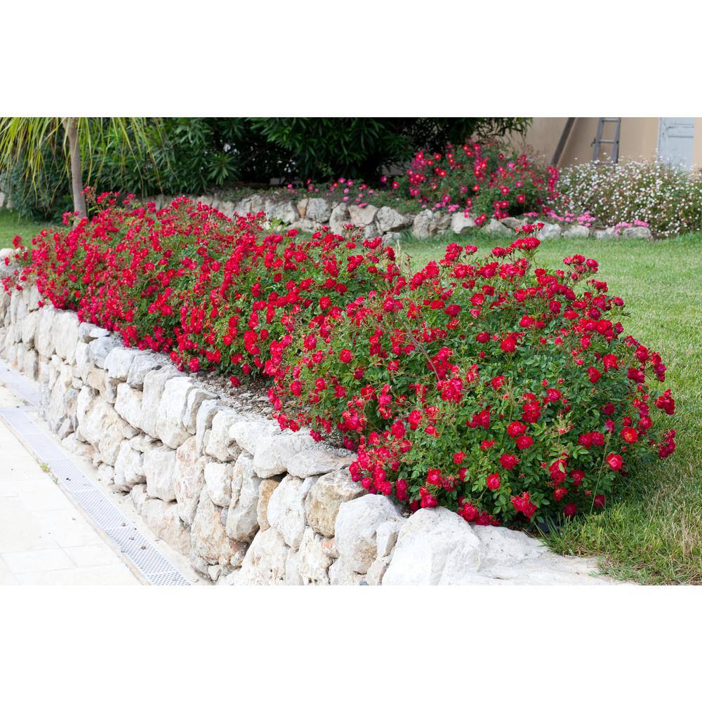 1 Gal. Red Drift Rose Bush with Red Flowers (2-Pack) - Hercitys