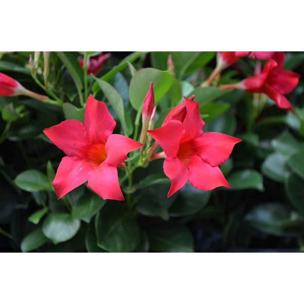 1.5 Pint Dipladenia Flowering Annual Shrub with Red Flowers (4-Pack) - Hercitys