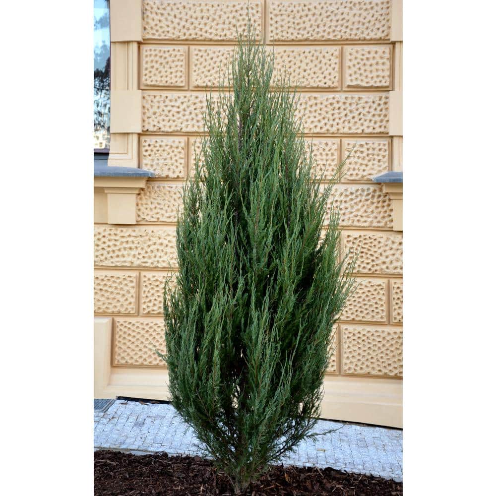 1 Gal. Blue Arrow Juniper Shrub - Hercitys