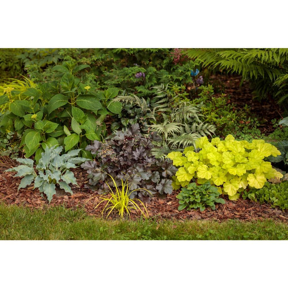 0.65 Gal. Shadowland Waterslide (Hosta) Live Plant, Blue Foliage - Hercitys