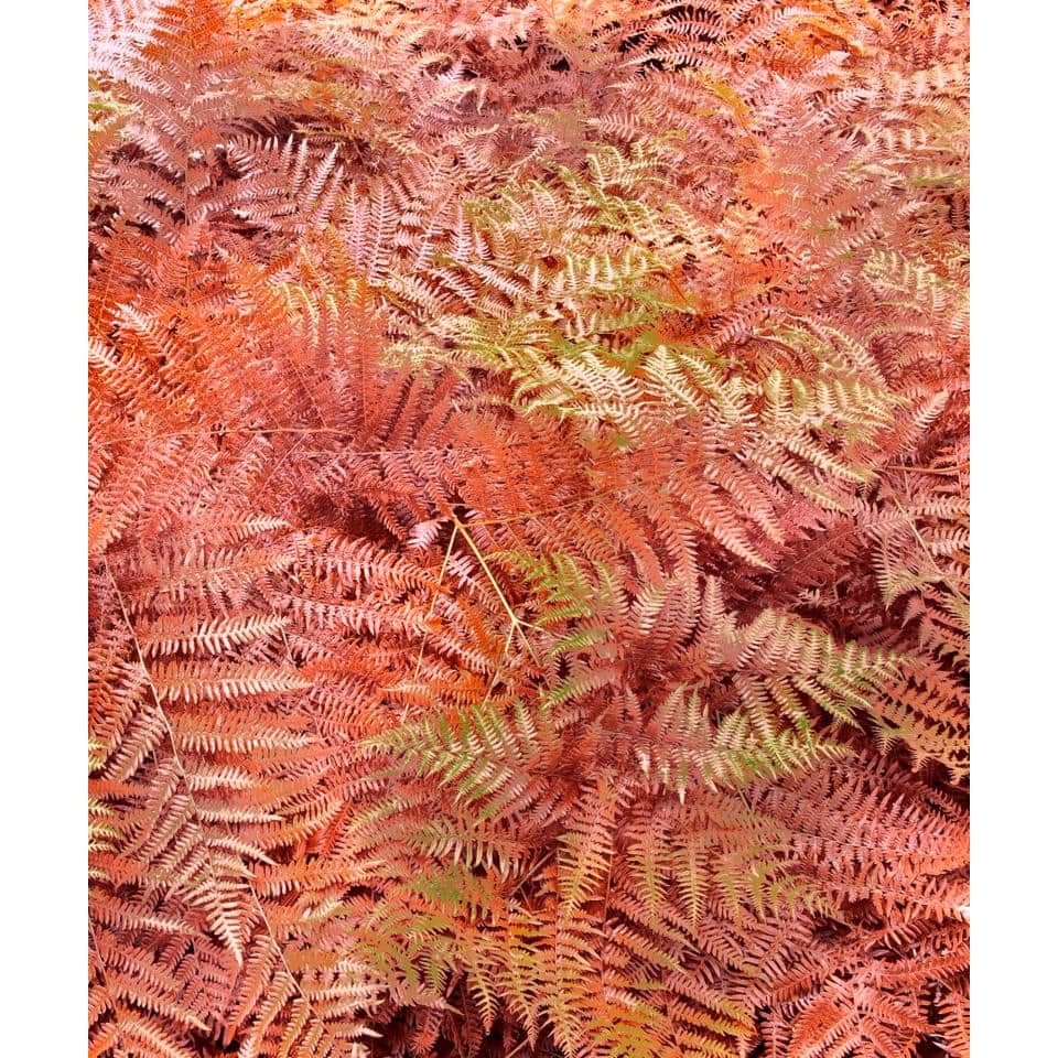 1 gal. Autumn Fern Plant - Hercitys