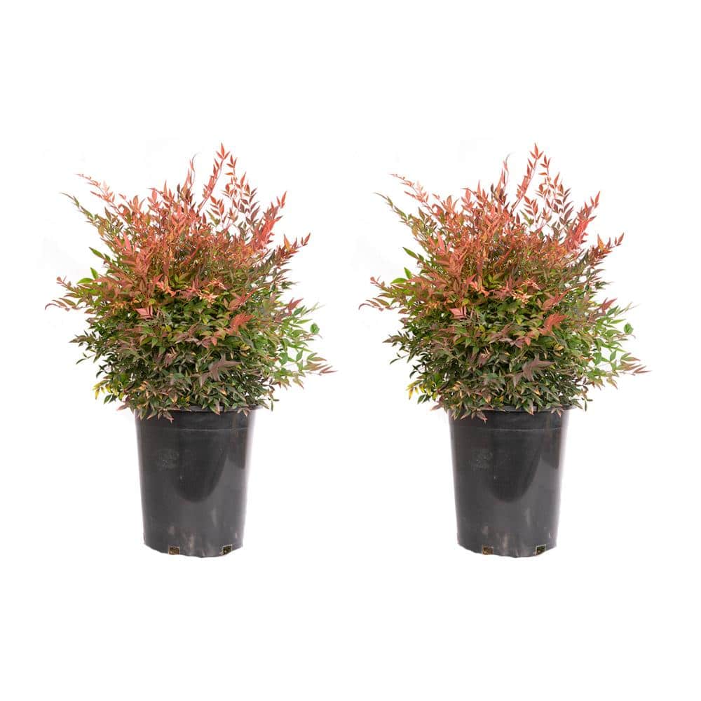 #5 Container Gulfstream Heavenly Bamboo Shrub (2-pack) - Hercitys