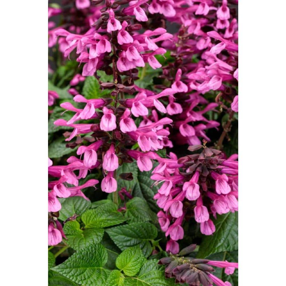 4.25 in. Eco+Grande, Unplugged Pink (Salvia) Live Plant, Pink Flowers (4-Pack) - Hercitys