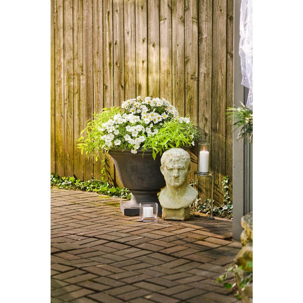 1 Gal. Amazing Daisies Daisy May Shasta Daisy (Leucanthemum) Live Plant, White Flowers - Hercitys